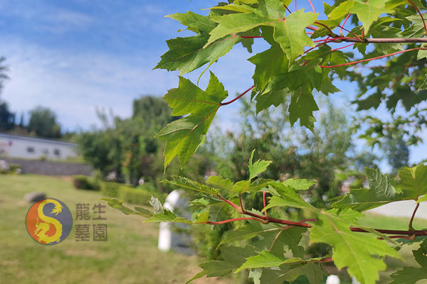 沈阳公墓安葬费用包括哪些内容？如何了解具体费用？