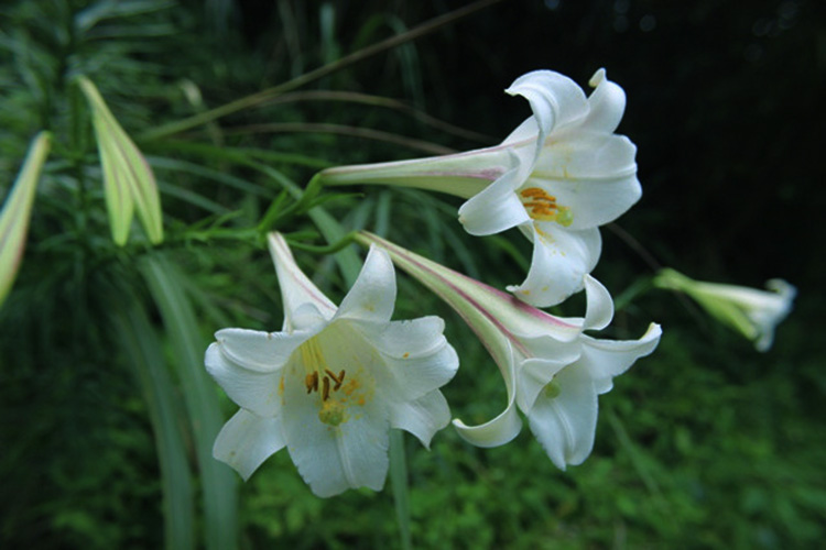 沈阳墓园价格趋势分析:土地资源与需求推动下的市场走向 沈阳墓园价格趋势分析:土地资源与需求推动下的市场走向