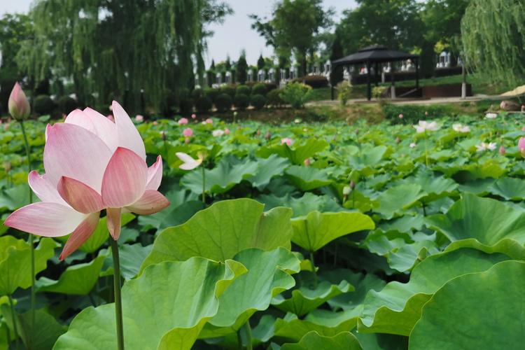 在选择沈阳墓地时,为什么会特别重视墓地的地理位置? 在选择沈阳墓地时,为什么会特别重视墓地的地理位置?