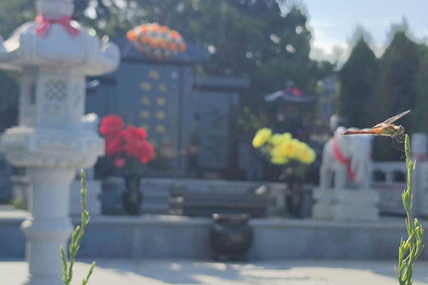 沈阳陵园花坛葬区域环境如何，为何说它是一个舒缓心灵的去处？