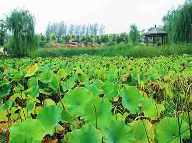 龙生墓园花开见佛性之莲花池独有景观