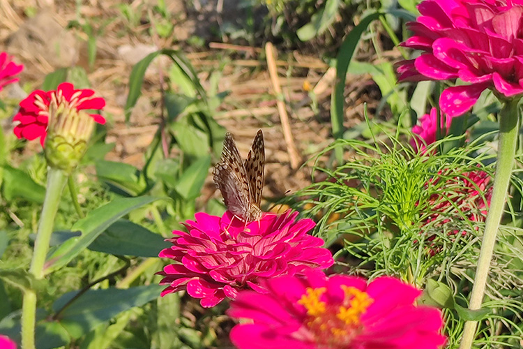 沈阳龙生墓园第三届节地生态草坪葬报名征集中