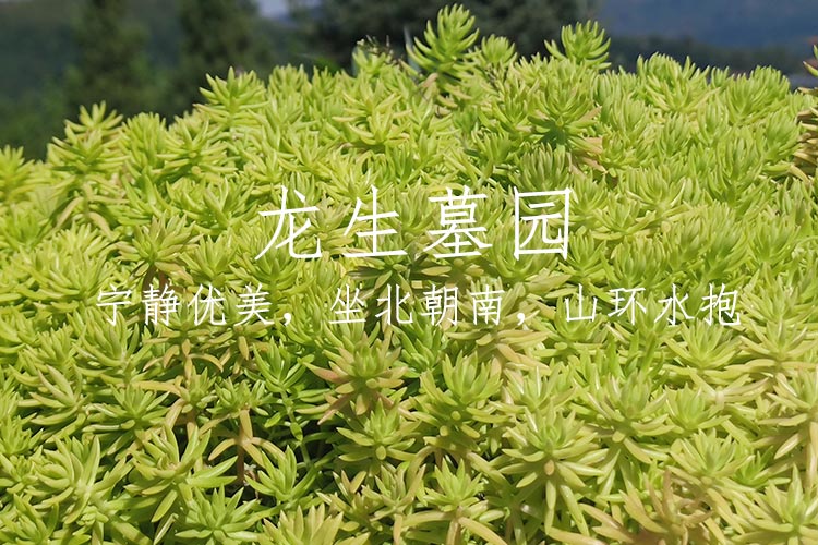 沈阳墓园排名一览表中的龙生墓园人文景观 沈阳墓园排名一览表中的龙生墓园人文景观