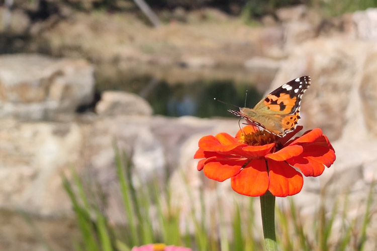 龙生墓园环境风水好不好?龙生墓园环境风水融合自然和灵气的完美墓园选择