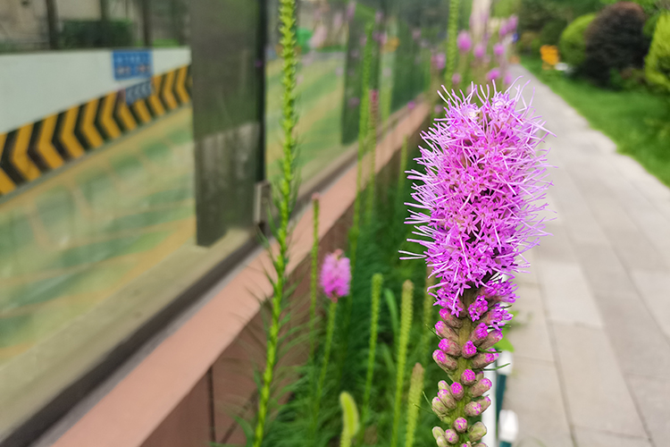 沈阳龙生人文纪念园：传承绿色人文理念，守望永恒记忆